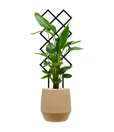 PODPÓRKA DO MONSTERY WYTRZYMAŁA PERGOLA DRABINKA ROŚLIN PNĄCZY DOMOWYCH 34CM 